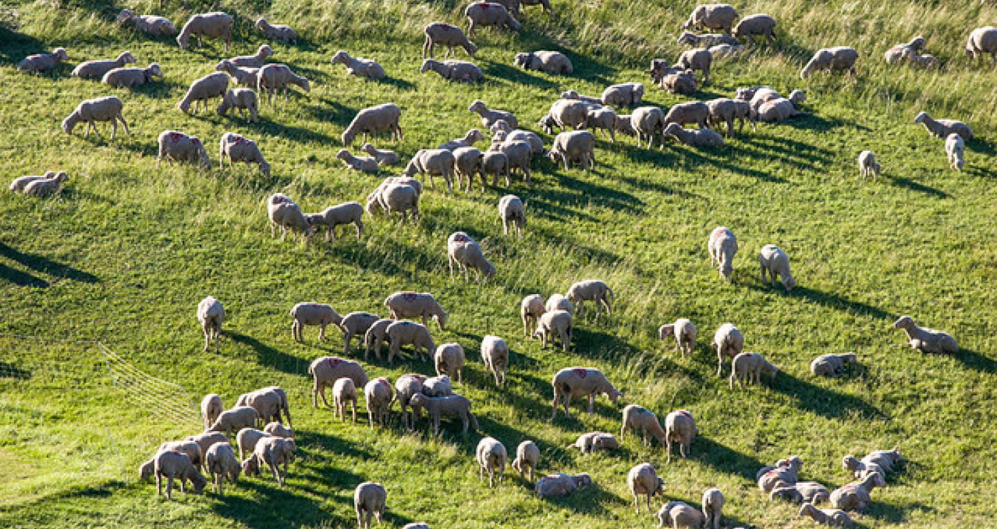 Transhumance